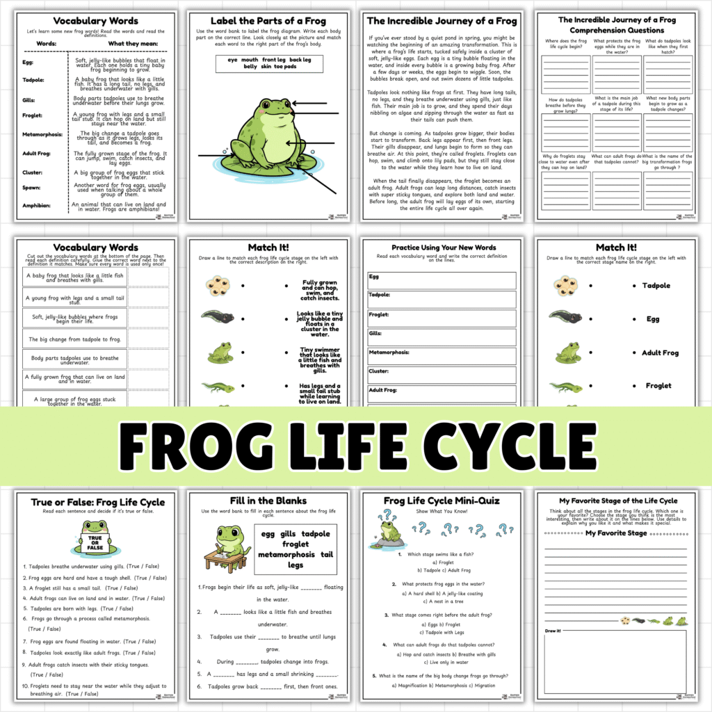 frog life cycle