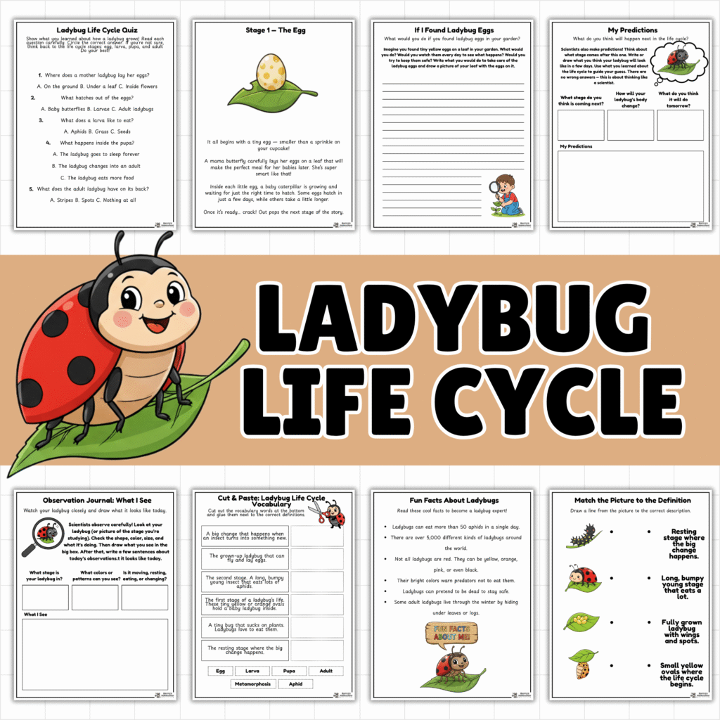 ladybug life cycle