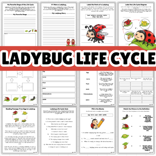 Life Cycle of a Ladybug