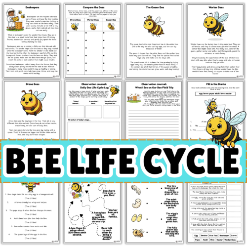Life Cycle of a Bee