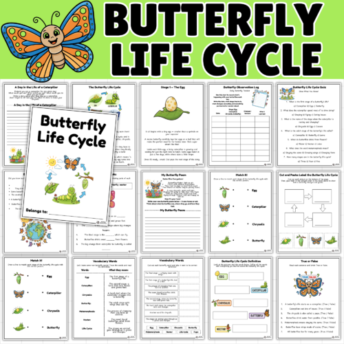 Butterfly Life Cycle Worksheets