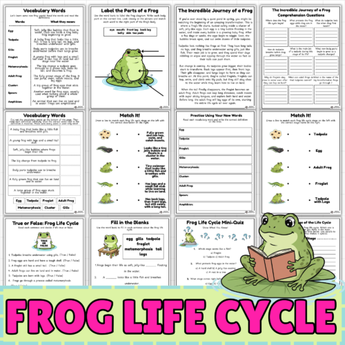 Life Cycle of a Frog