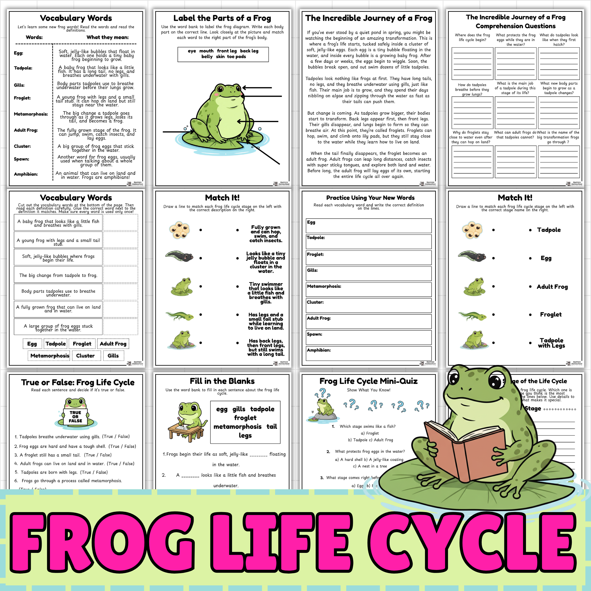 Life Cycle of a Frog